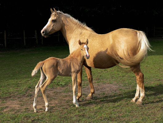 Palomino mare and foal – Kvetina-Marie