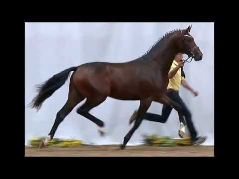 Das Millionending in der Pferdezucht – Gang oder Gesundheit